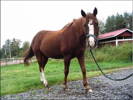 Sakke
